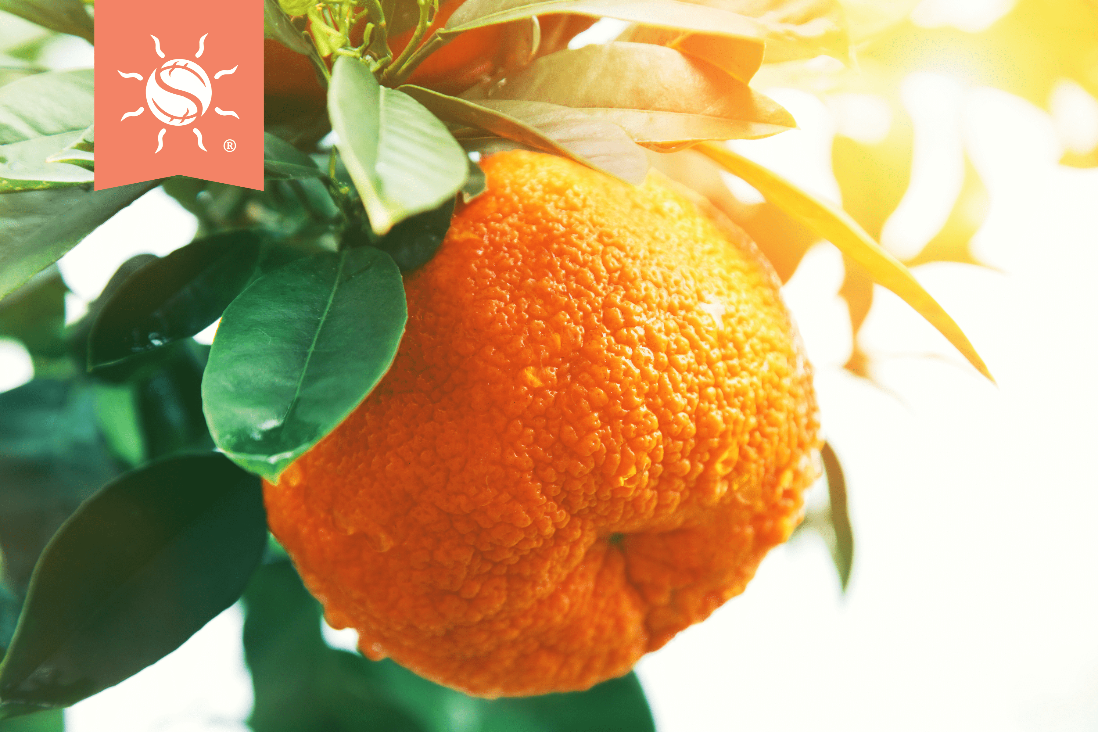 Scent Series #2: Orange Ginger