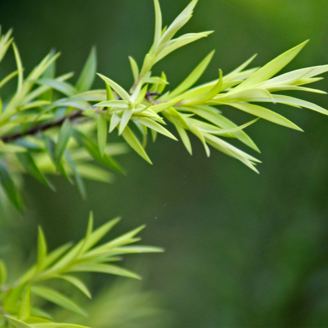 Healing Herbs