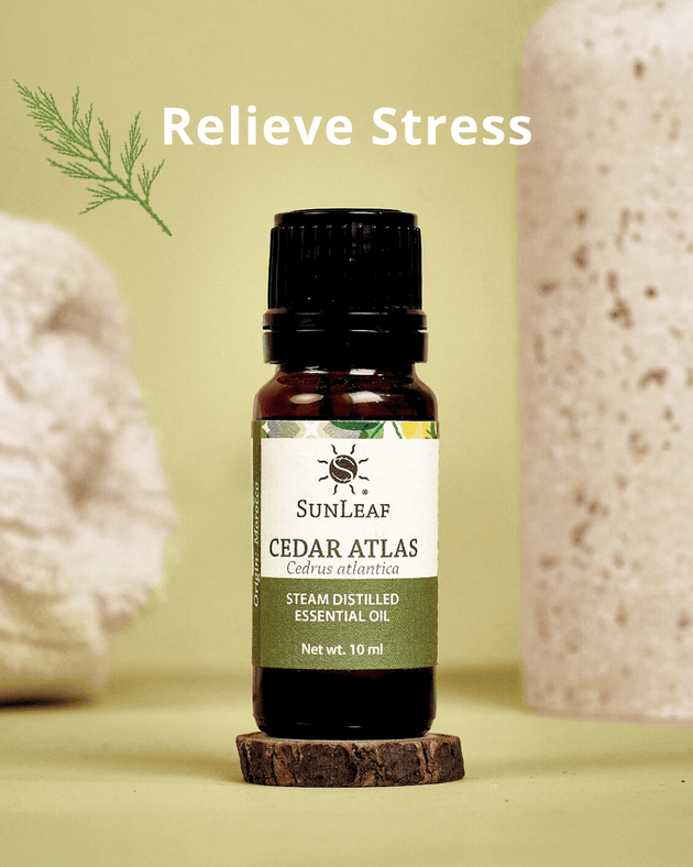 Cedar Atlas Essential Oil